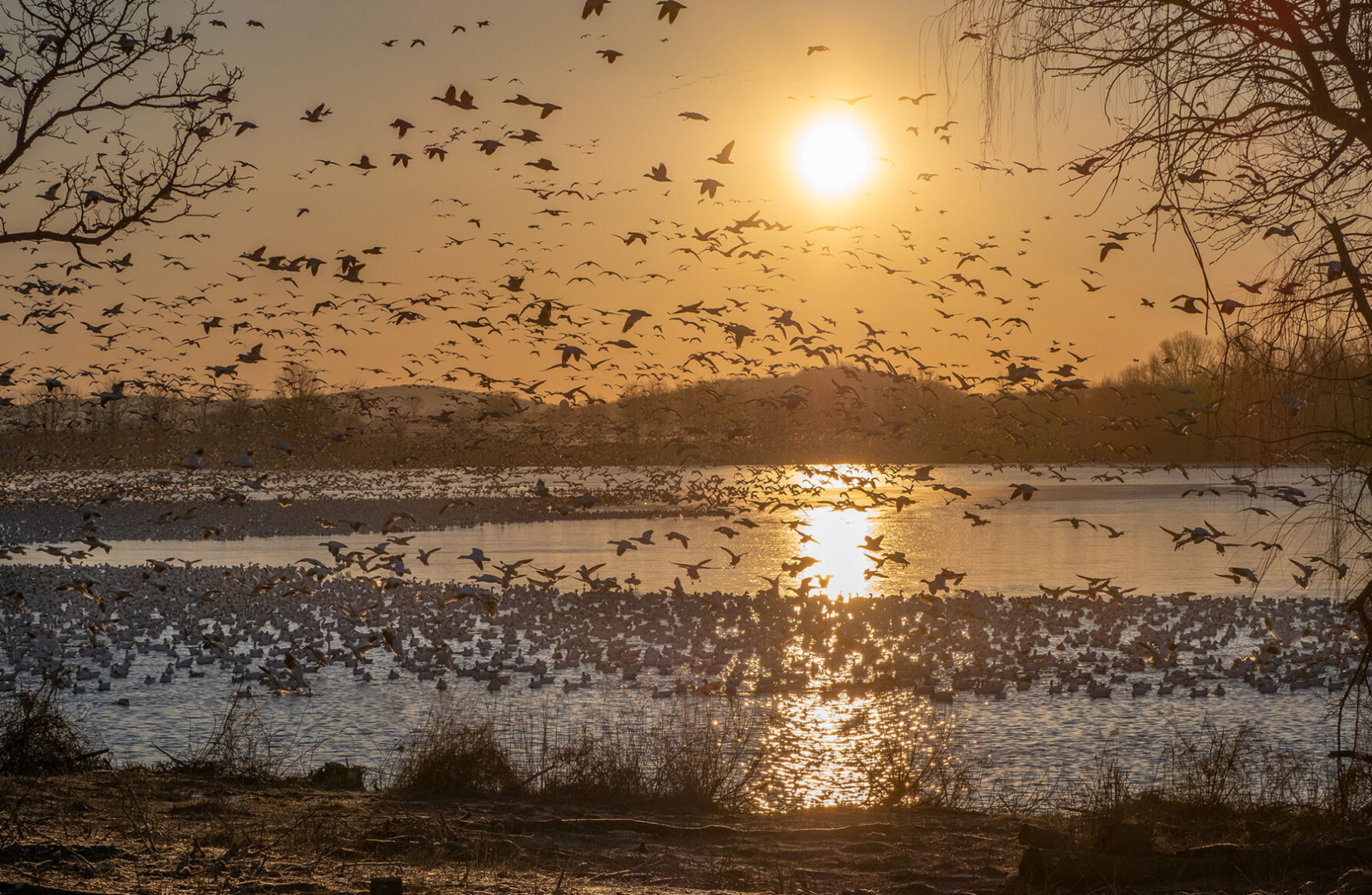 Snow geese at sunrise